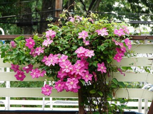 Красивоцветущие лианы. Лучшие красивоцветущие лианы