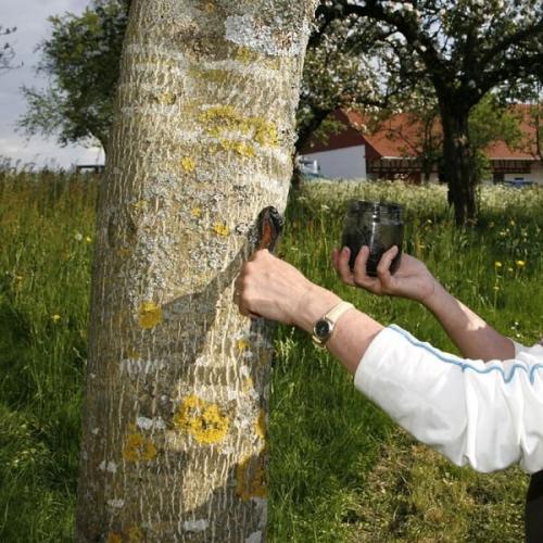 Чем замазать срезы на груше. Когда обрабатывать срезы и повреждения коры яблони?