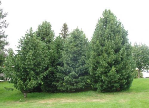 Сосна кедровая европейская посадка. Кедр европейский