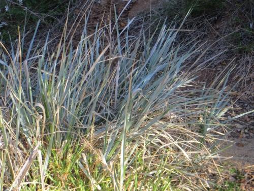 Элимус в ландшафтном дизайне. Колосняк песчаный