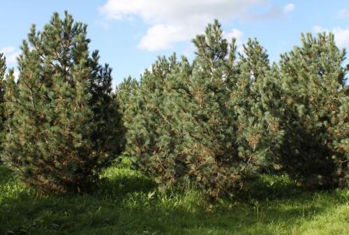 Сосна кедровая европейская посадка. Кедр европейский