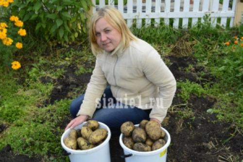 Почему не родится картофель. Почему не уродилась картошка и как вырастить хороший урожай 04