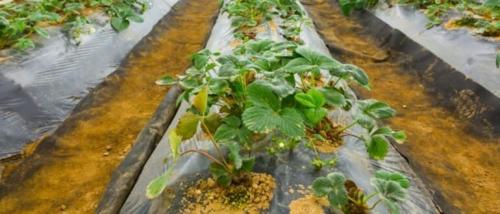 Амофоска для клубники. Подкормка клубники осенью, особенности внесения удобрений