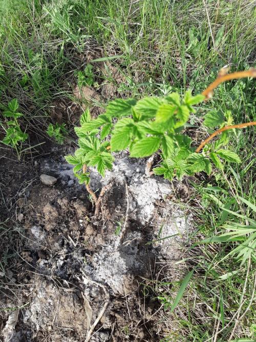 Малина в высоких грядках. Весенние подкормки малины