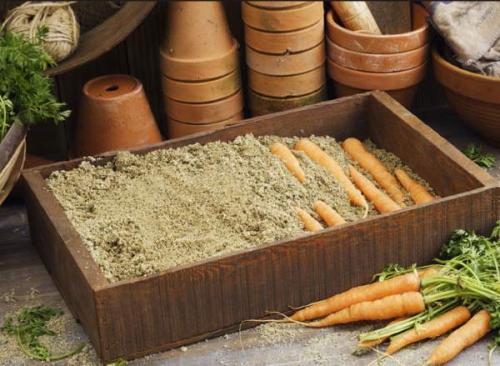 Когда лучше убирать морковь на хранение. Когда нужно убирать морковь 05