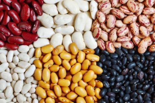 Когда сажать фасоль 2020. Виды и сорта фасоли