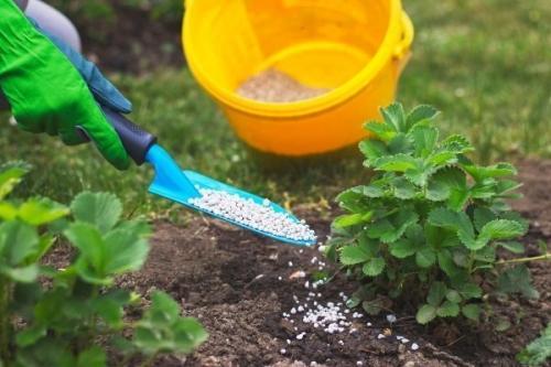 Готовые удобрения для клубники. Чем подкормить клубнику в осенний период: обзор удобрений