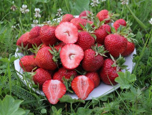 Аммофоска для клубники. Минеральные