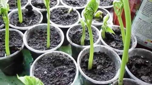 Когда сажать фасоль в 2020 году. Посадка фасоли на рассаду