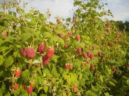 Малина в колесах. Один опыт выращивания малины в закладки 79