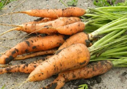 Когда лучше убирать морковь на хранение. Когда нужно убирать морковь 04