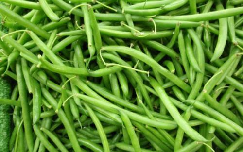 Когда сажать фасоль 2020. Виды и сорта фасоли