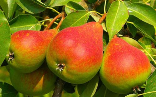 На какой год плодоносит груша. На какой год после посадки ждать урожай?