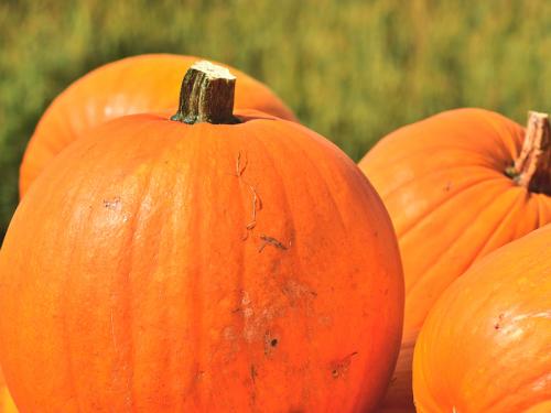 Зеленая тыква. 