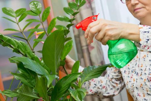 Куда убирать ботву от помидор.  Борьба с вредителями