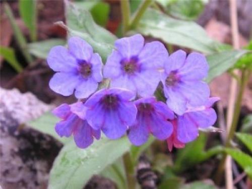 Пословицы и загадки про лекарственные растения. Пословицы и поговорки про растения 11