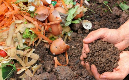 Куда убирать ботву от помидор.  Борьба с вредителями 04