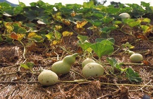 Дозреет ли тыква. Когда можно срывать тыкву?