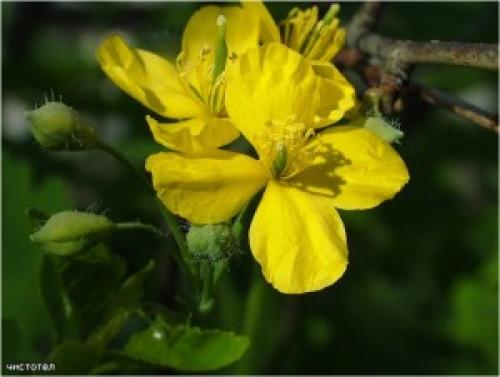 Пословицы и загадки про лекарственные растения. Пословицы и поговорки про растения 10