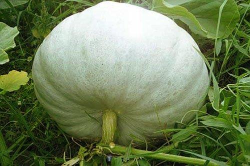 Дозреет ли тыква. Когда можно срывать тыкву?