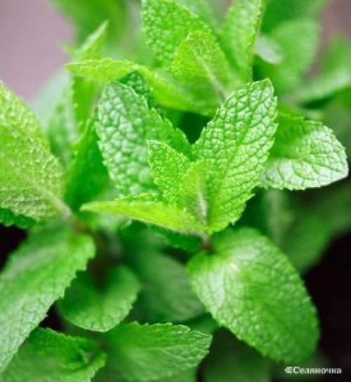 Пословицы и загадки про лекарственные растения. Пословицы и поговорки про растения 09