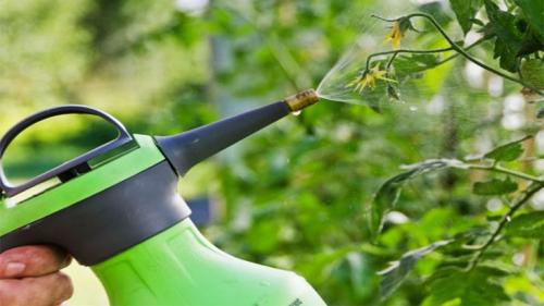 Куда убирать ботву от помидор.  Борьба с вредителями 03