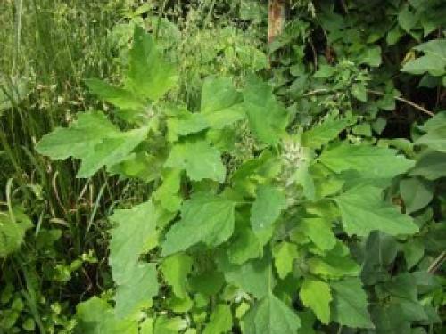 Пословицы и загадки про лекарственные растения. Пословицы и поговорки про растения 06