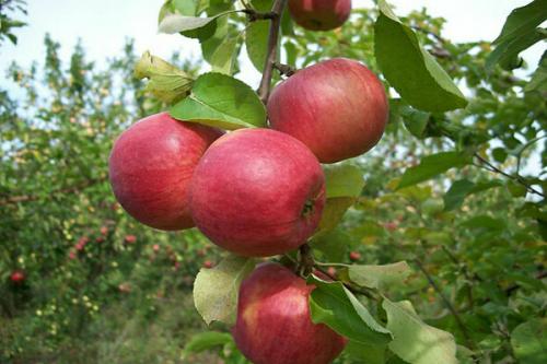 На какой год плодоносит яблоня после посадки. Через сколько плодоносит яблоня