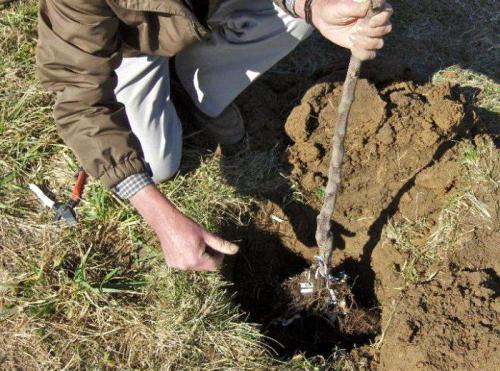 На какой год плодоносит яблоня после посадки. Через сколько плодоносит яблоня 04