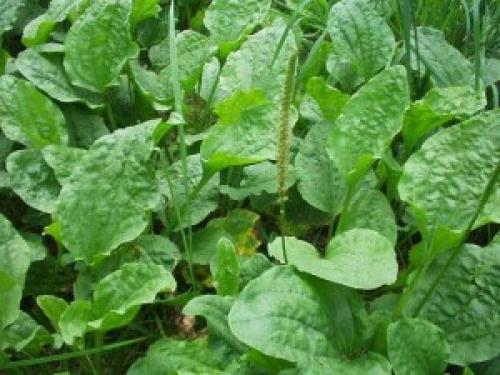 Пословицы и загадки про лекарственные растения. Пословицы и поговорки про растения 13