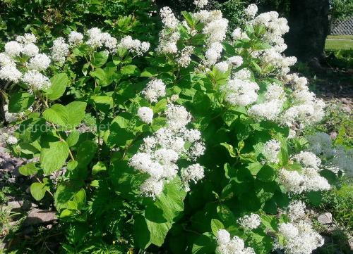 Краснокоренник свойства. Виды цеанотуса