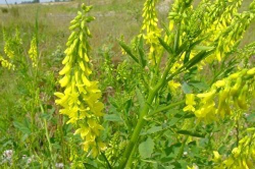 Посадка горчицы в теплицу весной. Основные растения-сидераты