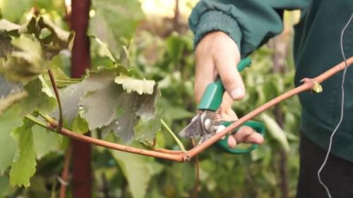 Как прикопать саженцы винограда на зиму. Методы хранения черенков винограда зимой и проращивание весной