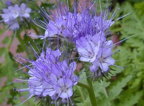 Посадка горчицы в теплицу весной. Основные растения-сидераты