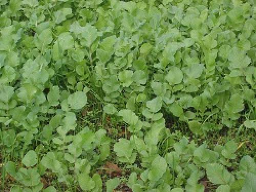 Посадка горчицы в теплицу весной. Основные растения-сидераты