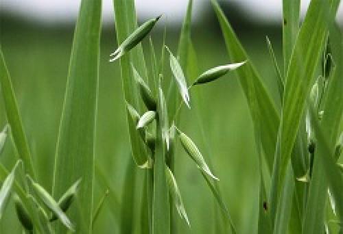 Посадка горчицы в теплицу весной. Основные растения-сидераты