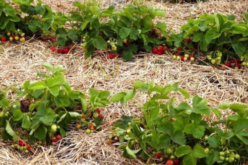 Грядки для клубники своими руками: интересные идеи