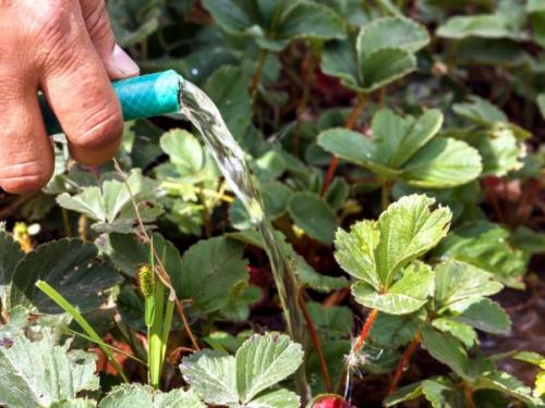 Удобрения для клубники осенью. Осенняя подкормка клубники — правила, сроки и дозировка