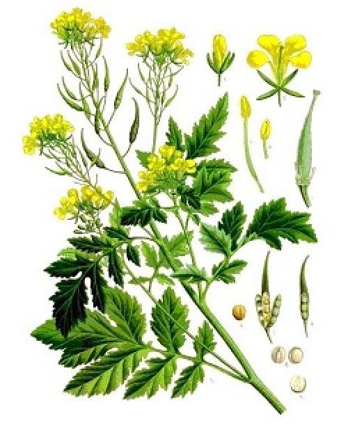 Посадка горчицы в теплицу весной. Основные растения-сидераты