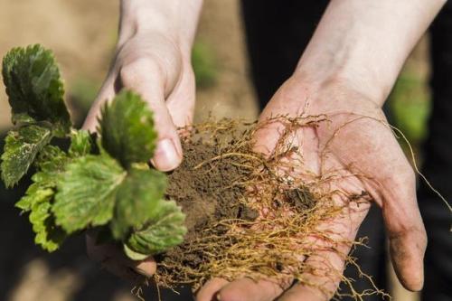 Посадка клубники. Как сажать клубнику осенью?