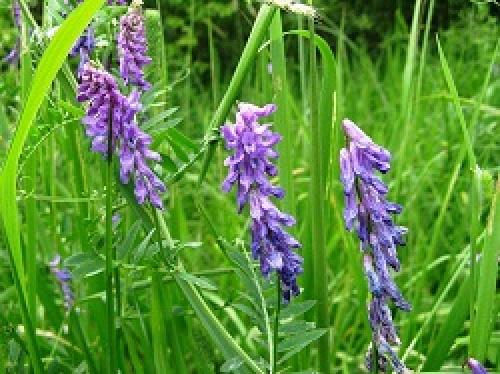 Посадка горчицы в теплицу весной. Основные растения-сидераты