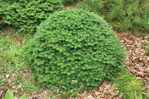 Abies concolor пихта одноцветная. Озеленение Хвойные 13