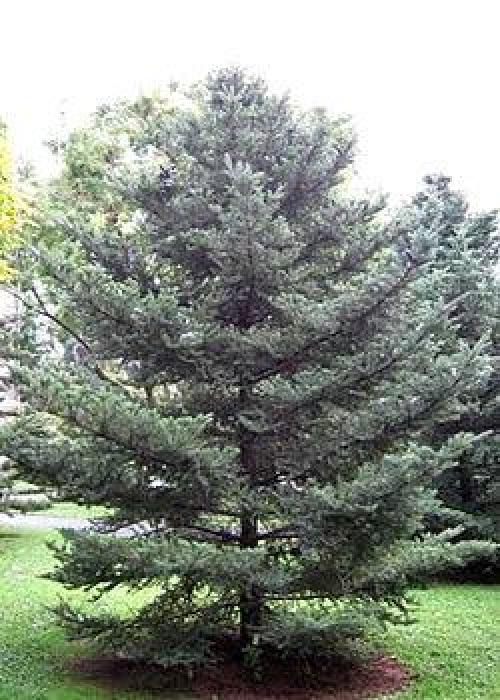 Abies concolor пихта одноцветная. Озеленение Хвойные 15