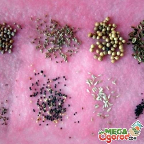 Обработка рассады максимом. Обработка семян, клубней и растений