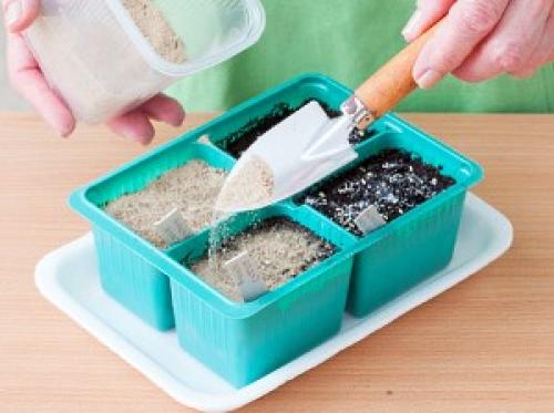 Какую минусовую температуру выдерживает капуста на корню. Сроки уборки 02