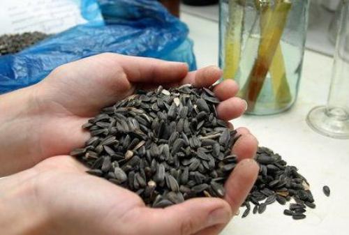 Как сушить семечки подсолнуха в микроволновке. Семечки в микроволновке