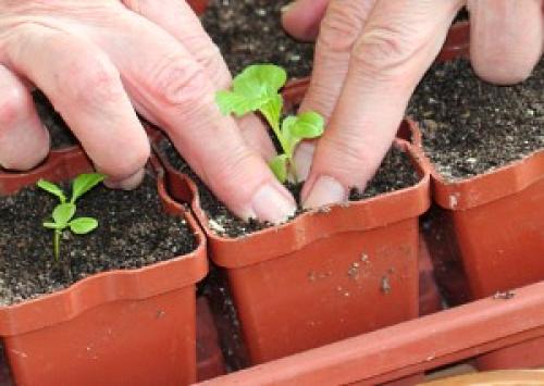 Какую минусовую температуру выдерживает капуста на корню. Сроки уборки 04