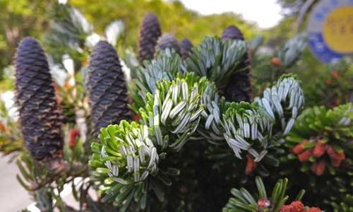 Abies concolor пихта одноцветная. Озеленение Хвойные 17