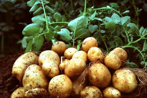 Что делать с картофельной ботвой весной. Что делать с ботвой картофеля