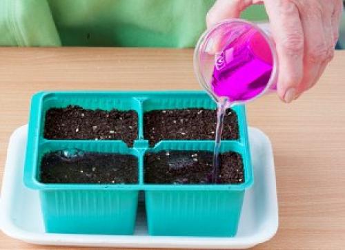 Какую минусовую температуру выдерживает капуста на корню. Сроки уборки 01